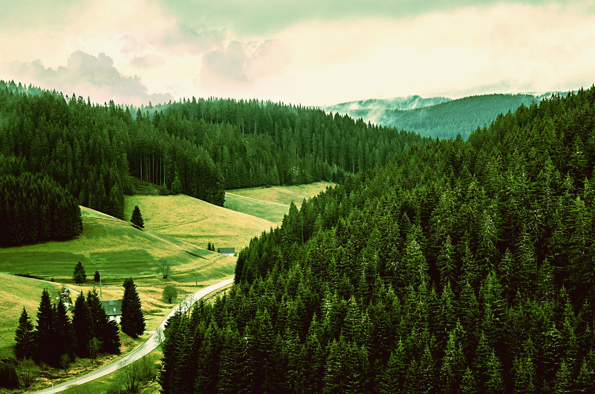 black-forest-663.png