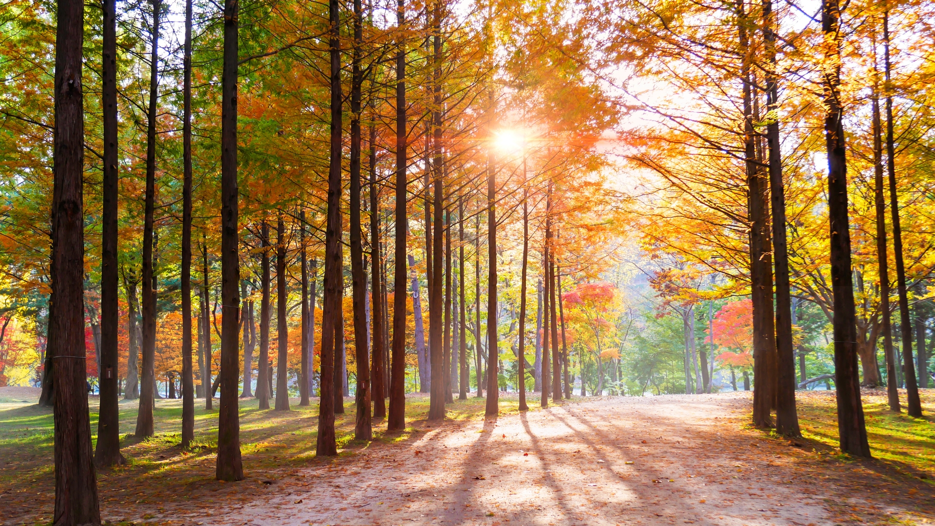 Nami_Island_2_South_Korea.jpg