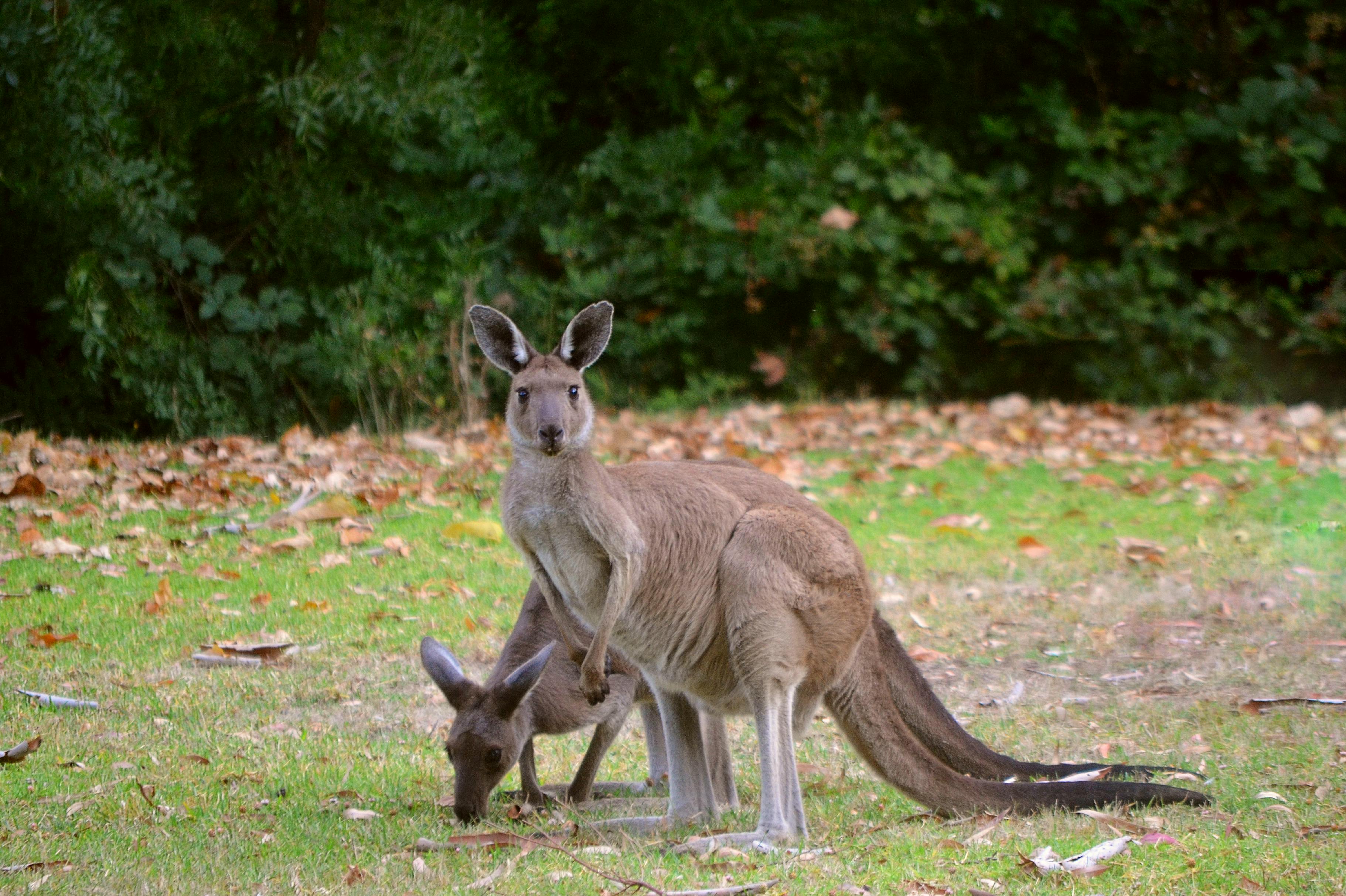 Kangaroos_In_The_Wild_1_Australia.jpg