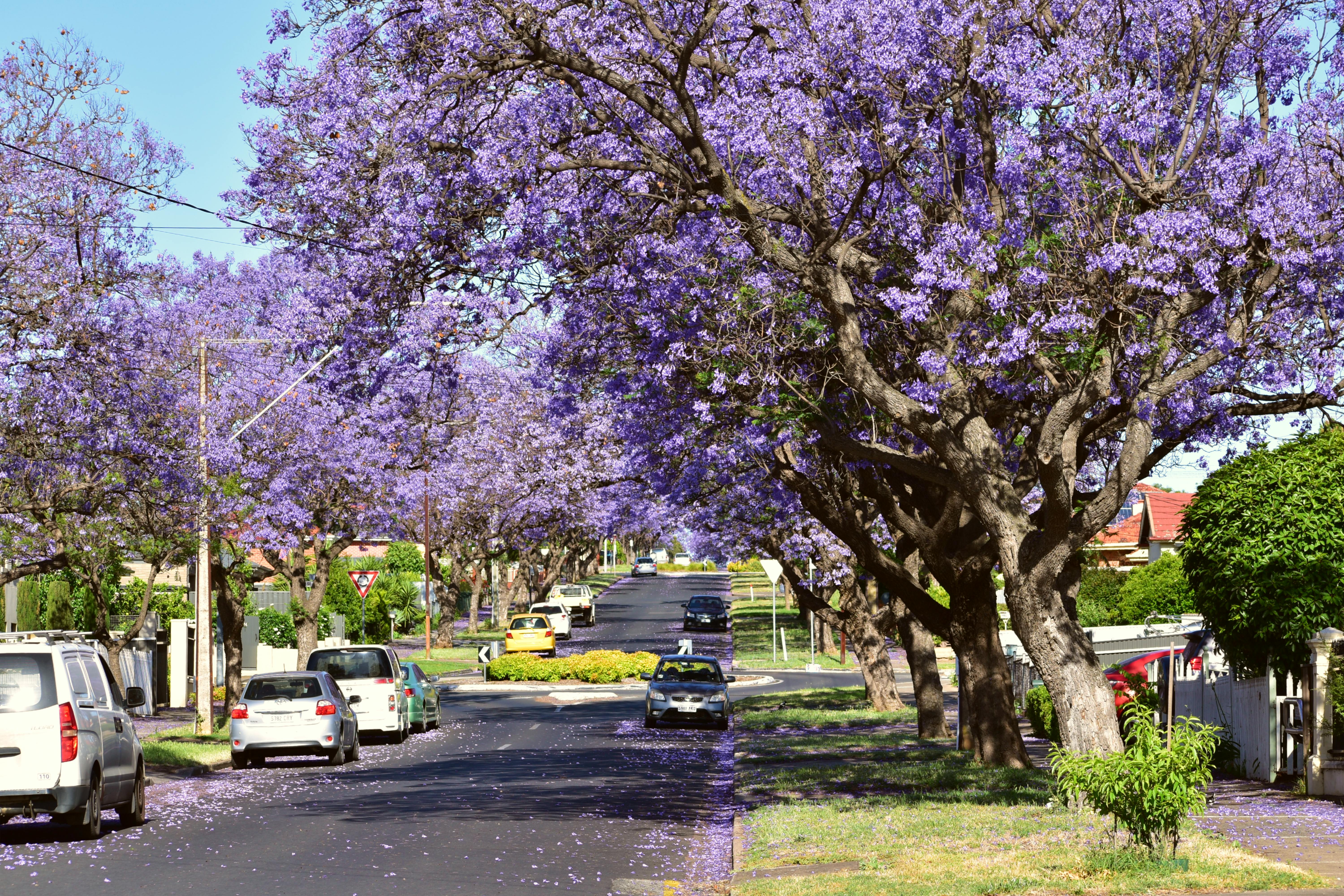 Springtime_Jacaranda_Trees_Sydney_2_Australia.jpg
