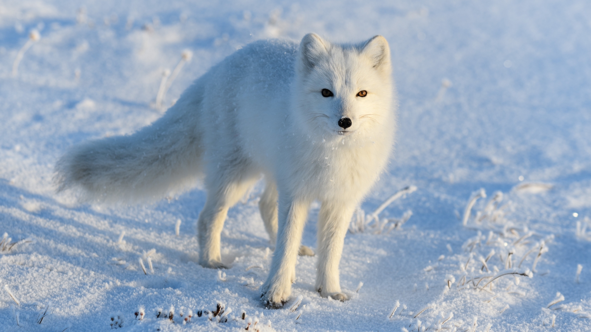 Arctic_Fox_2_Finland.jpg