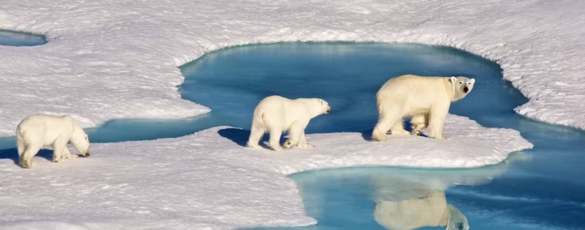 Arctic_Polar_Bear_Adventure_Finland.jpeg