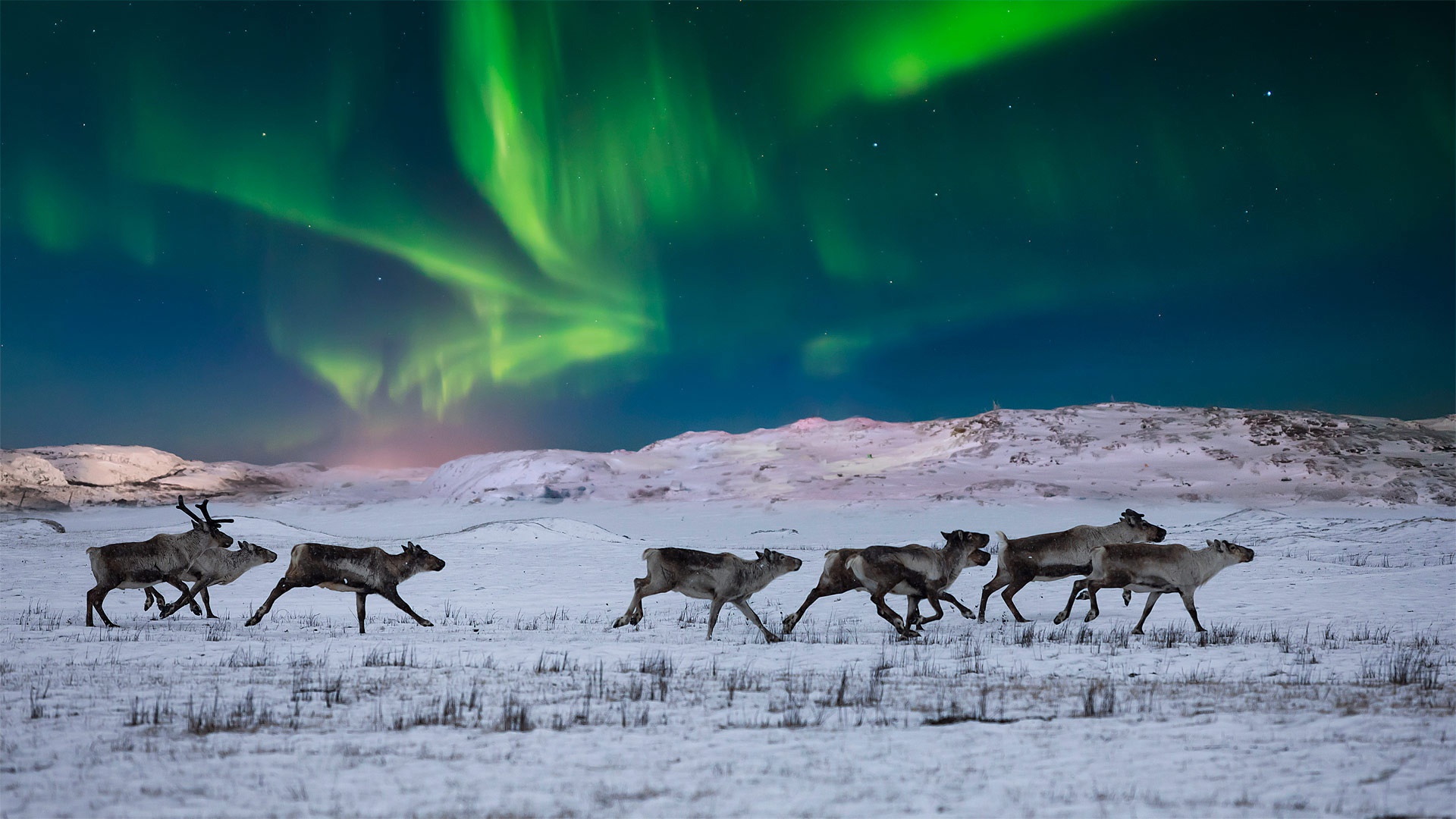 Arctic_tundra.jpg