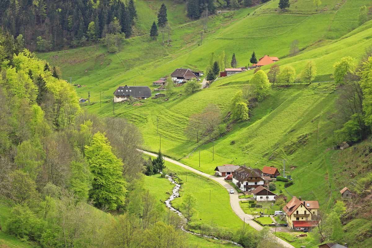 Black-Forest_Green_Germany.jpeg