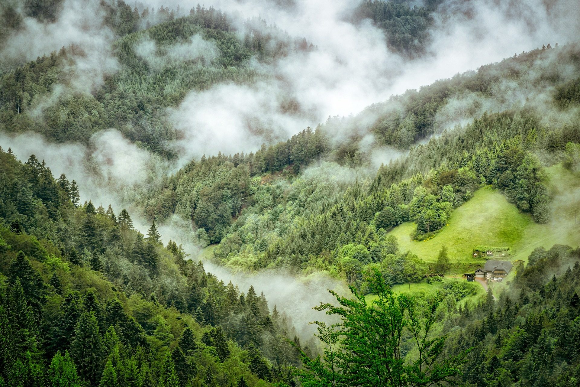 black-forest-.jpeg
