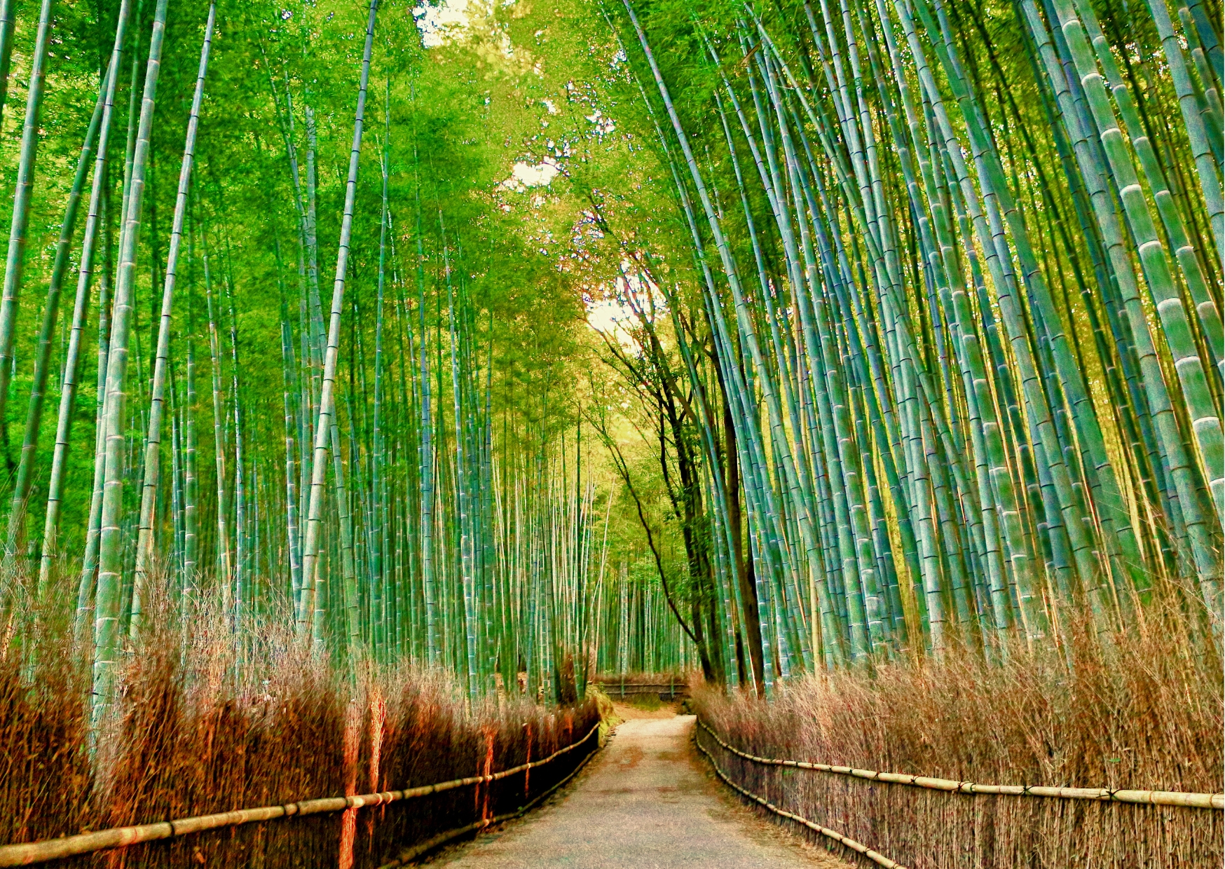 Japan_8N_Day_8.jpg