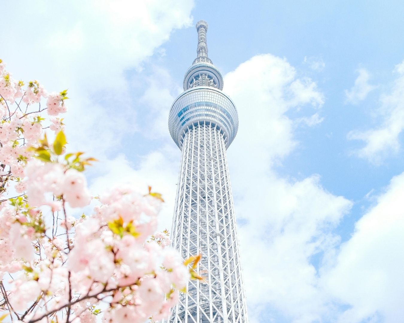 Looking up at Tokyo Skytree past a branch of cherry blossoms, Japan