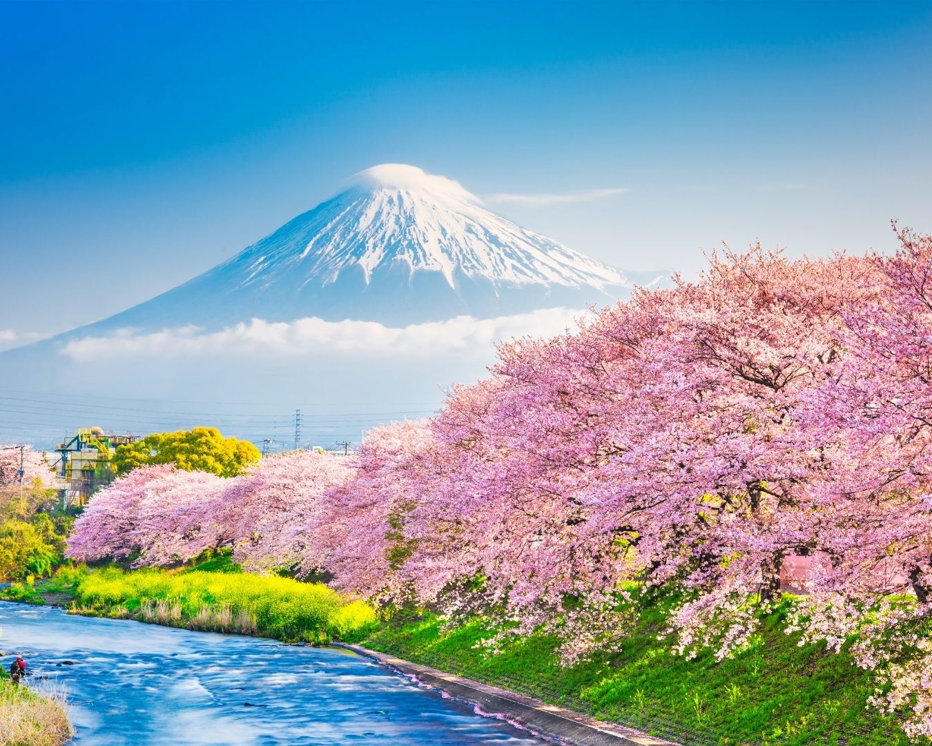 Japan_Cherry_Blossom_Special_Day_3.jpg
