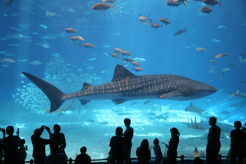 Visitors watching a whale shark in the giant tank at Okinawa Churaumi Aquarium, Japan