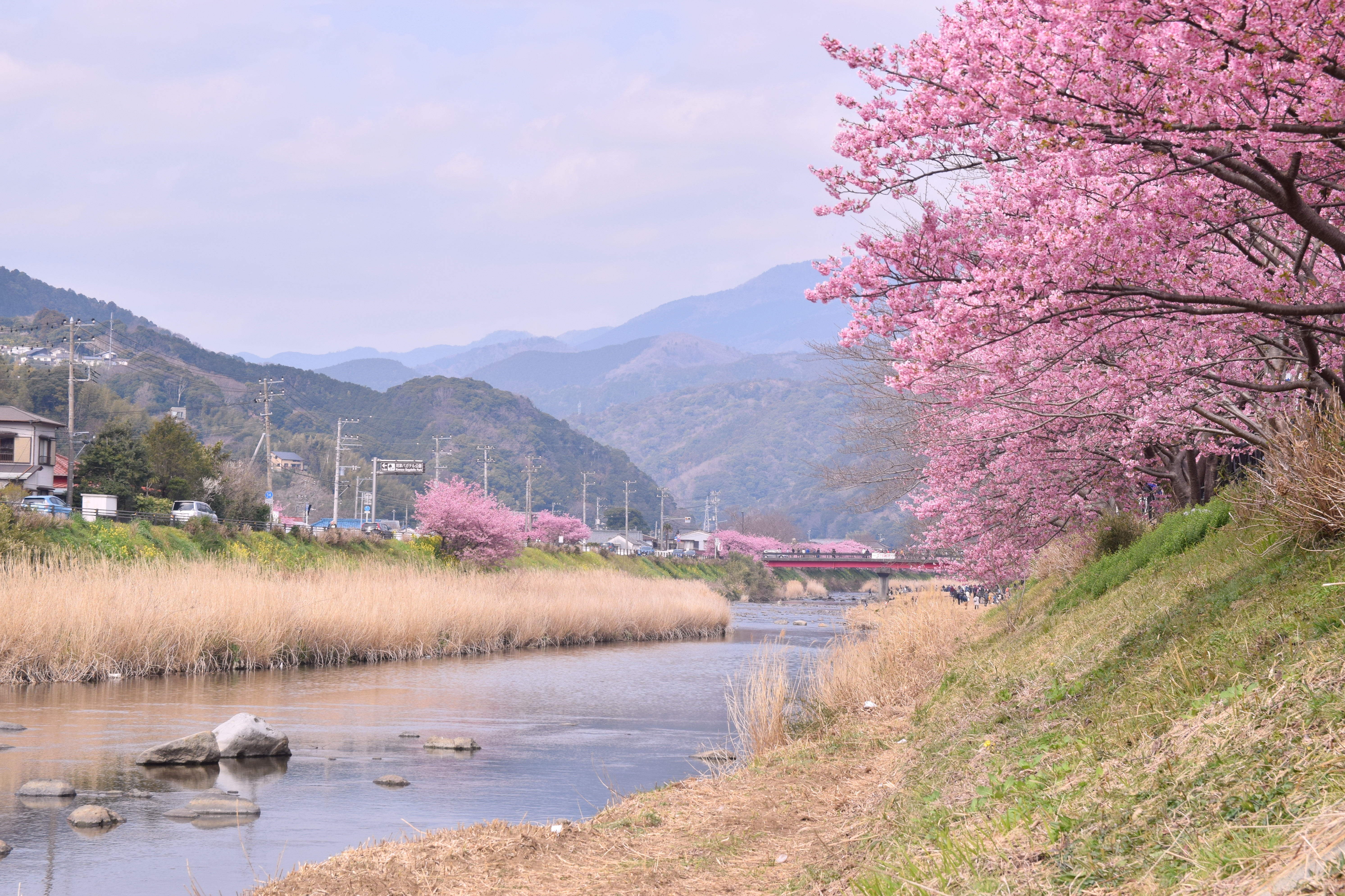 original_imagesKawazu-Zakura_Cherry_Blossom_2_Izu_Peninsula_Japan.jpg