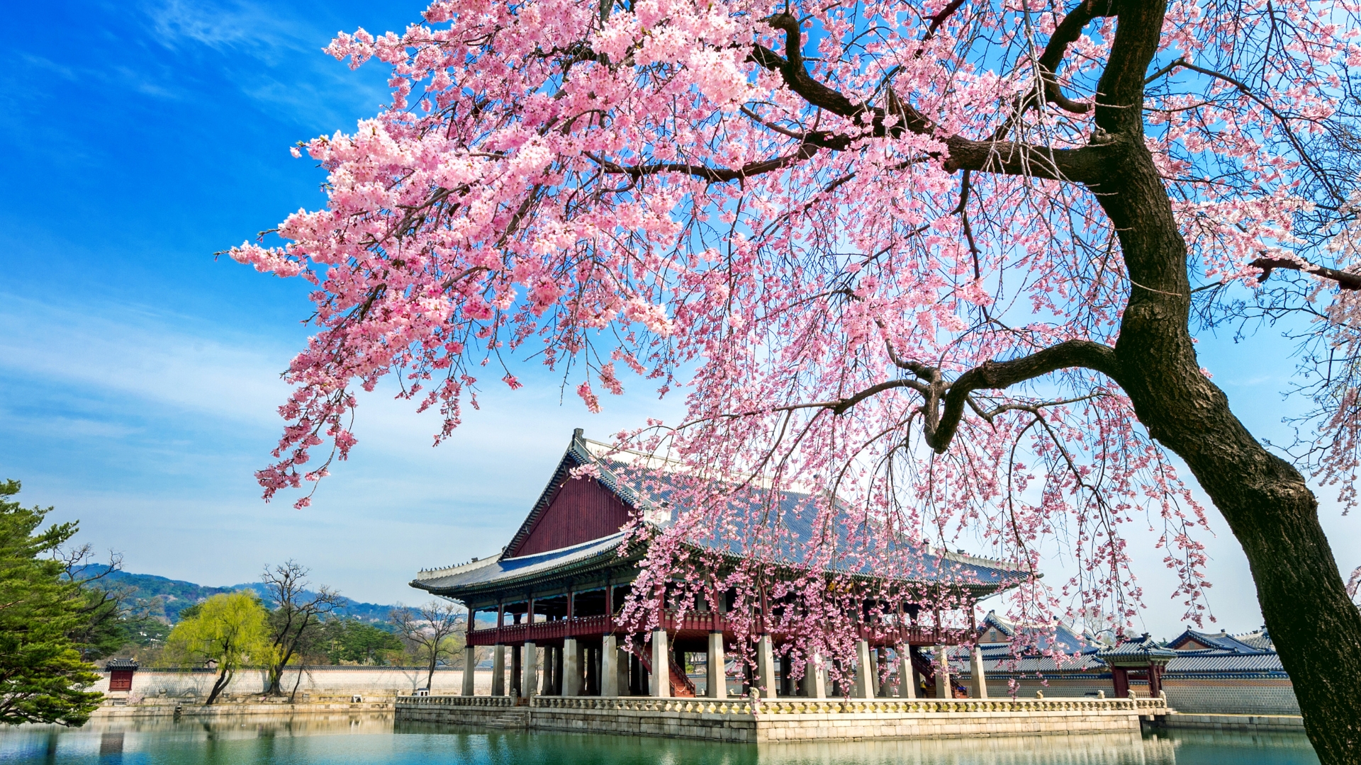 Cherry_Blossom_South_Korea_Gms5zNv.jpg