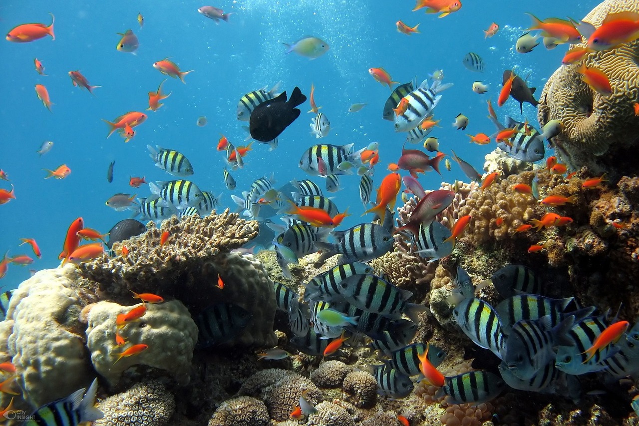 Great_Barrier_Reef_Fishes_2.jpg
