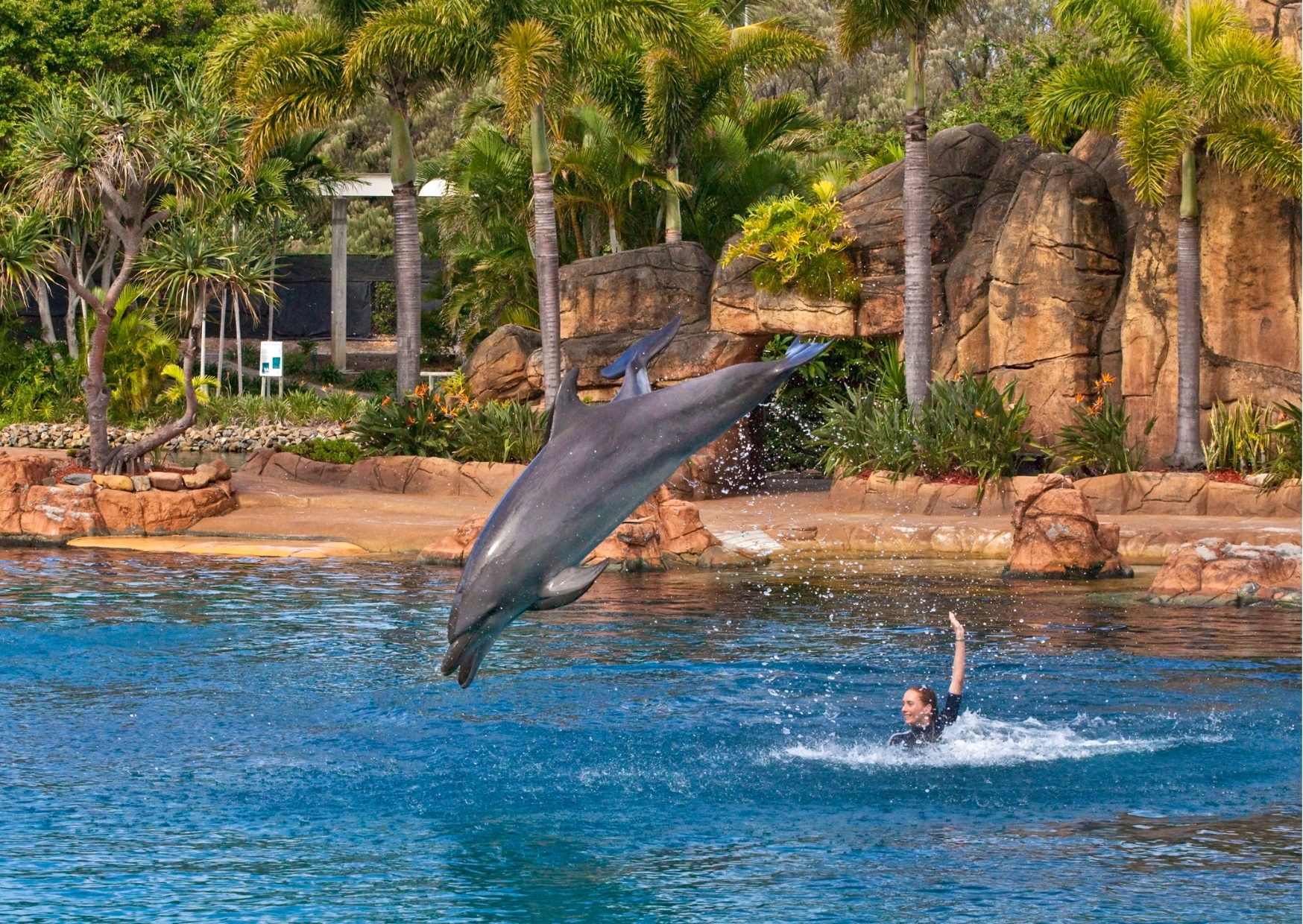 Dolphin leaping beside a swimming trainer at Sea World, Gold Coast