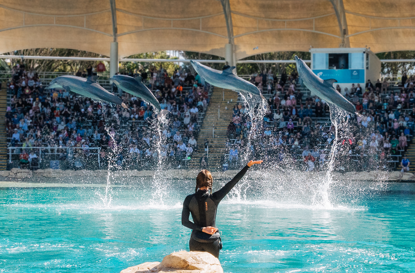 Trainer signalling four leaping dolphins at a packed show, Sea World Gold Coast
