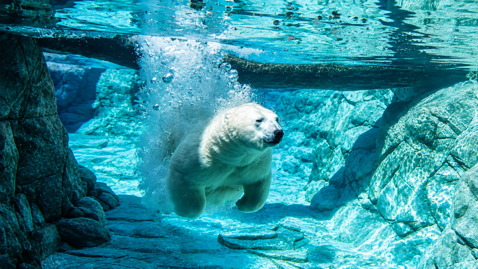 SeaWorld-Polar-Bear_Marine-Park_Gold-Coast_Australia.png