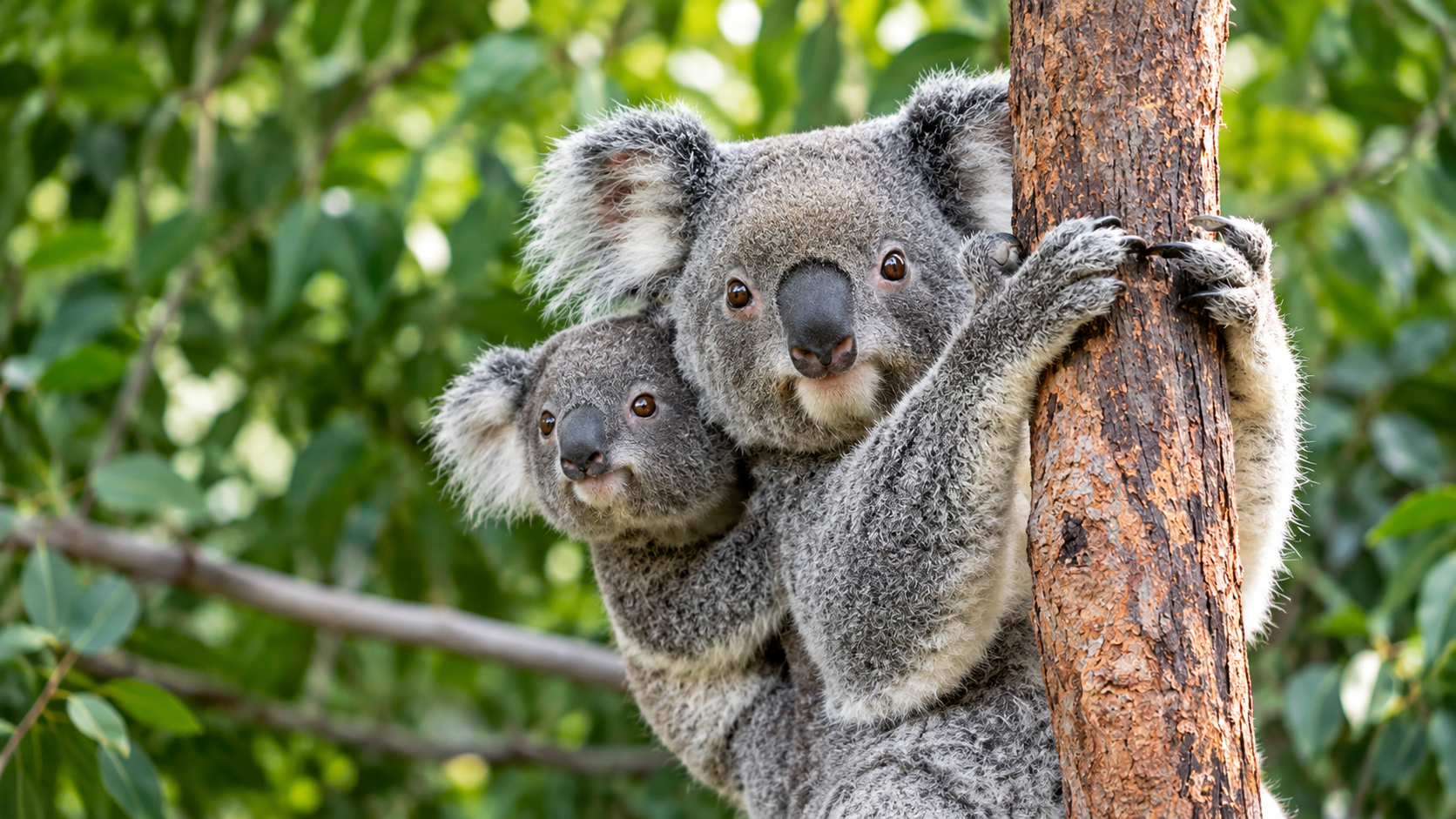 Koala carrying a joey on its back while gripping a tree trunk